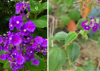 Orelha de onça: a planta nativa que floresceu do cerrado para o paisagismo mundial