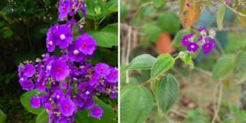 Orelha de onça: a planta nativa que floresceu do cerrado para o paisagismo mundial