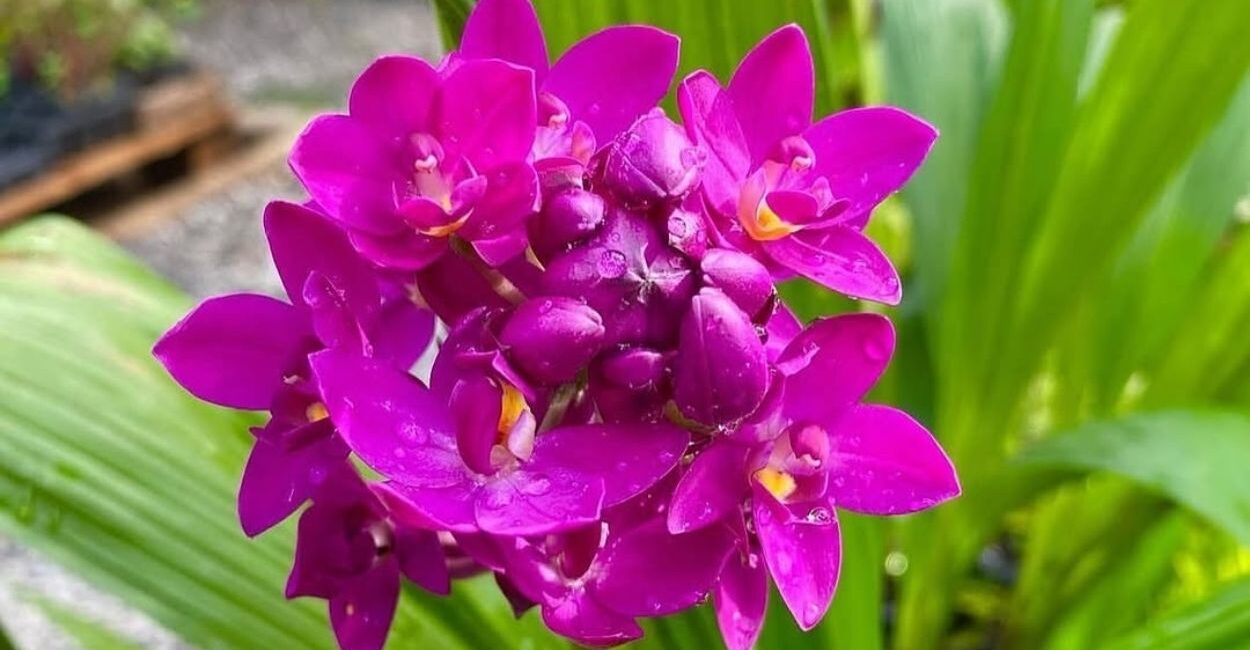 Conheça a orquídea grapete, que tem um agradável e inesperado cheiro de uva