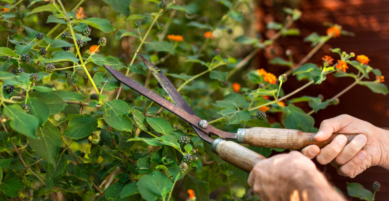 6 plantas que pedem atenção em abril para florescer melhor na primavera