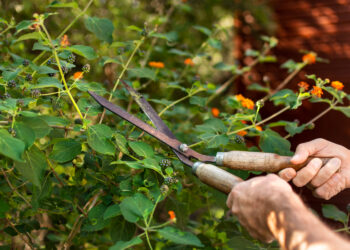 6 plantas que pedem atenção em abril para florescer melhor na primavera