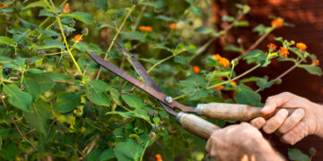 6 plantas que pedem atenção em abril para florescer melhor na primavera