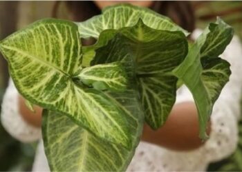 Foto: plantabilidade