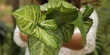 Foto: plantabilidade