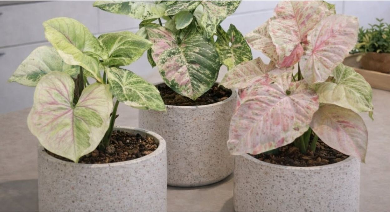 Syngonium Butterfly: a planta que muda de forma conforme cresce e desafia qualquer composição decorativa pronta