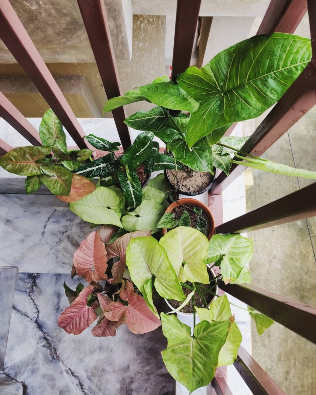 Syngonium Butterfly: a planta que muda de forma conforme cresce e desafia qualquer composição decorativa pronta