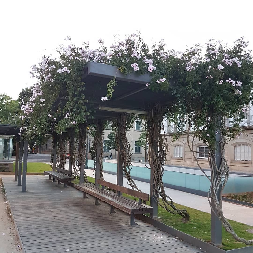 Esta trepadeira transforma entradas comuns em portais floridos o ano todo