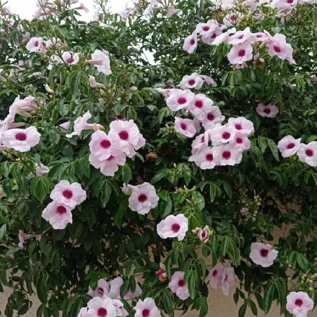 Esta trepadeira transforma entradas comuns em portais floridos o ano todo