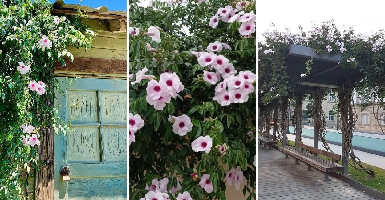 Esta trepadeira transforma entradas comuns em portais floridos o ano todo