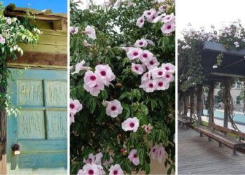 Esta trepadeira transforma entradas comuns em portais floridos o ano todo