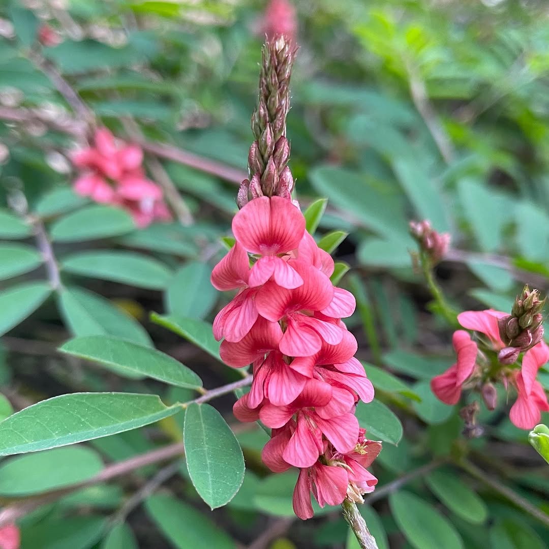 3 Forrações para jardim que substituem a grama em locais de muito sol