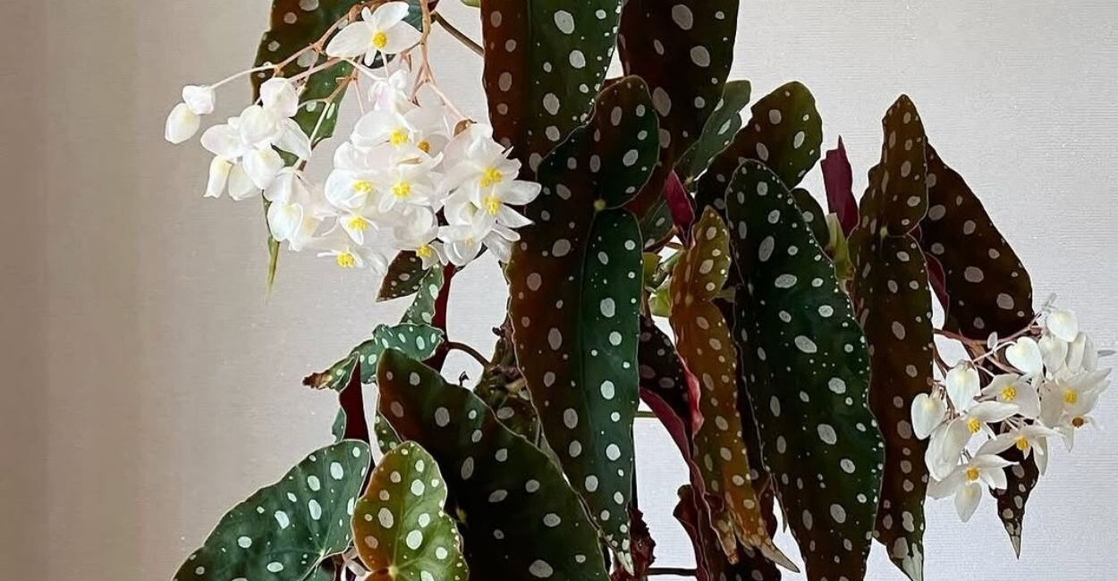 Por que minhas begônias estão lindas por fora e completamente sem flor?