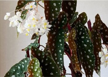 Por que minhas begônias estão lindas por fora e completamente sem flor?