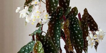 Por que minhas begônias estão lindas por fora e completamente sem flor?