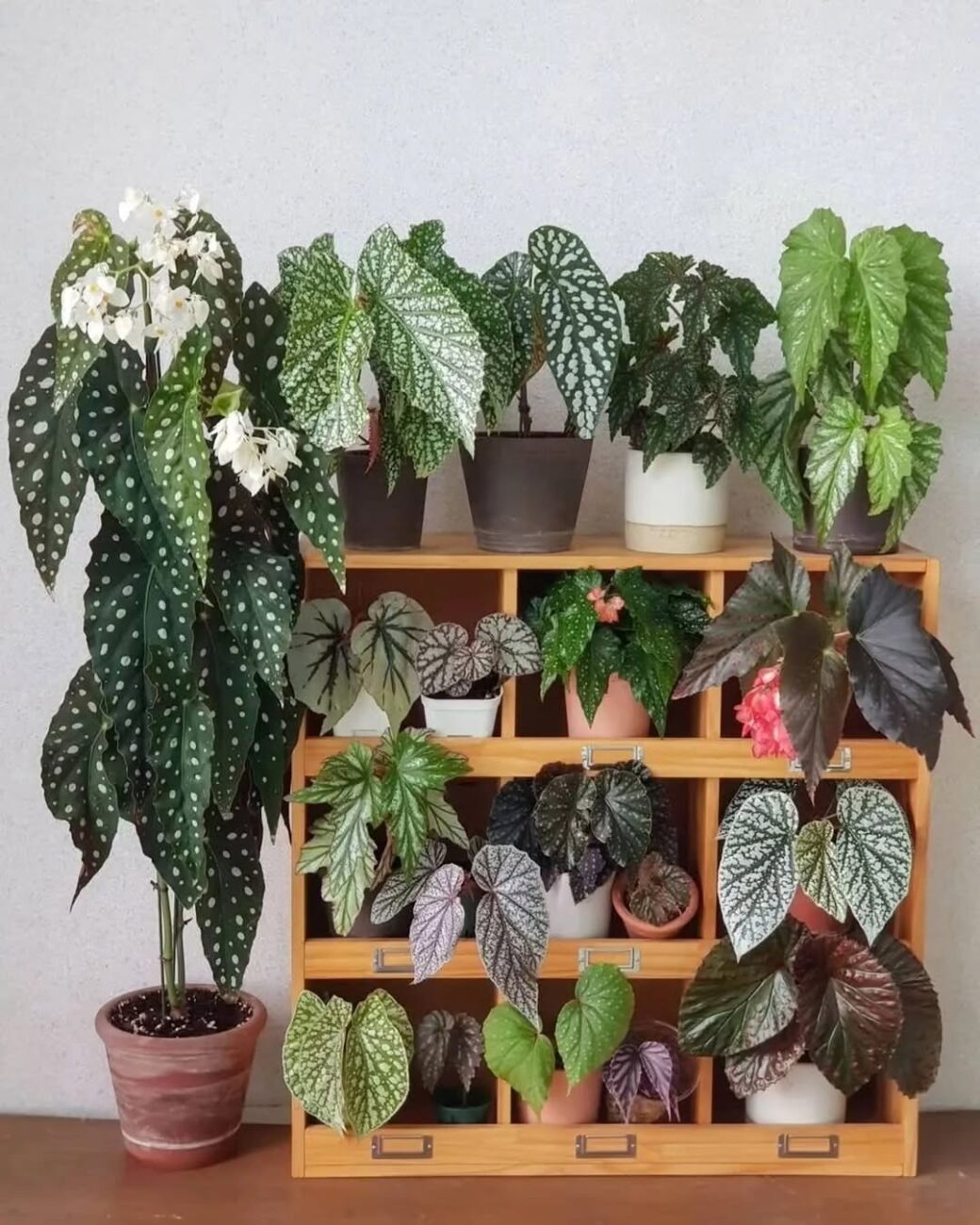 Por que minhas begônias estão lindas por fora e completamente sem flor?