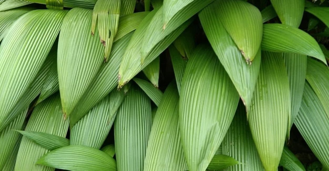 Curculigo capitulata: a folhagem plissada que resolve o maior problema dos jardins sombreados