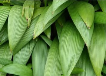 Curculigo capitulata: a folhagem plissada que resolve o maior problema dos jardins sombreados