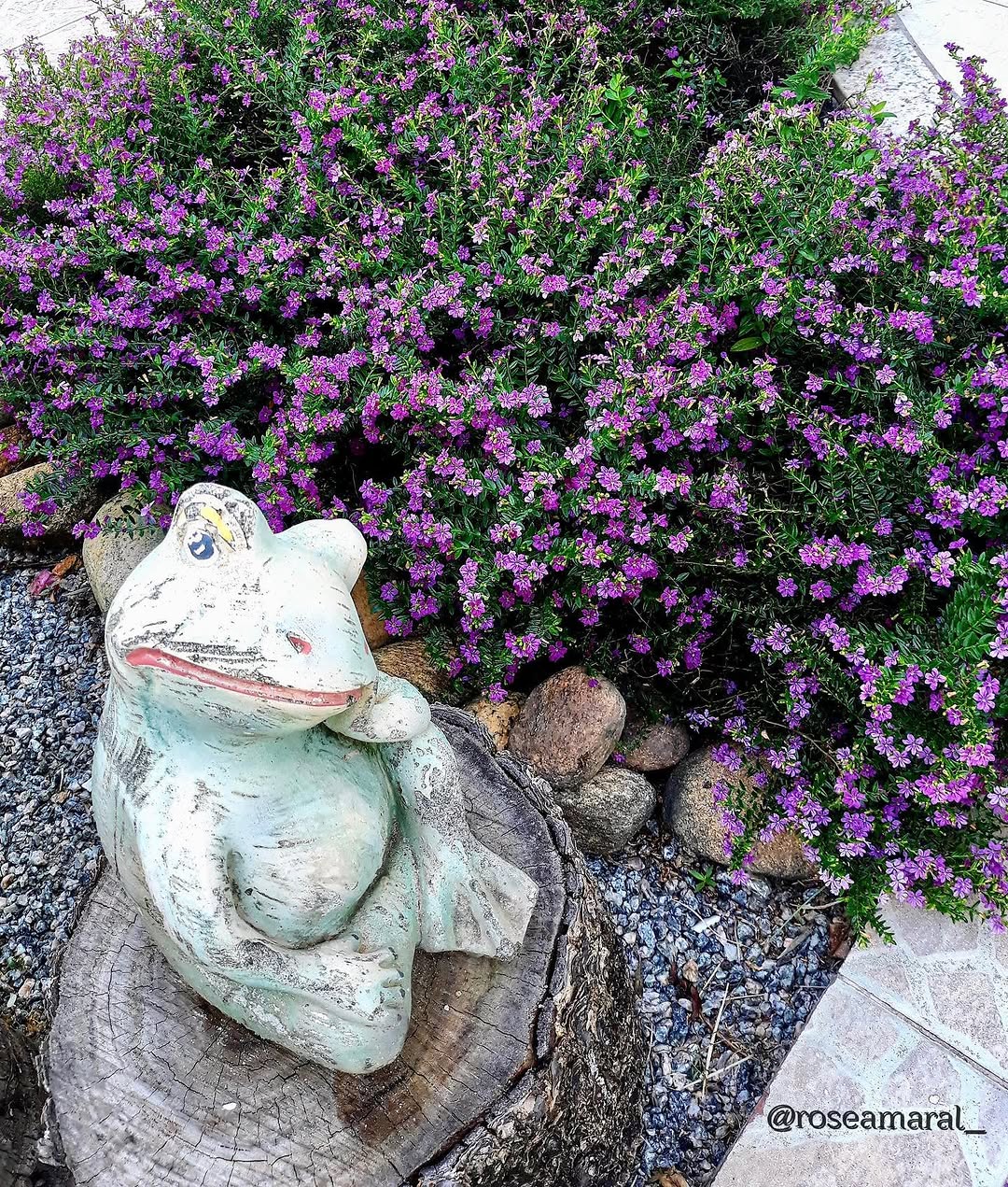 3 Forrações para jardim que substituem a grama em locais de muito sol