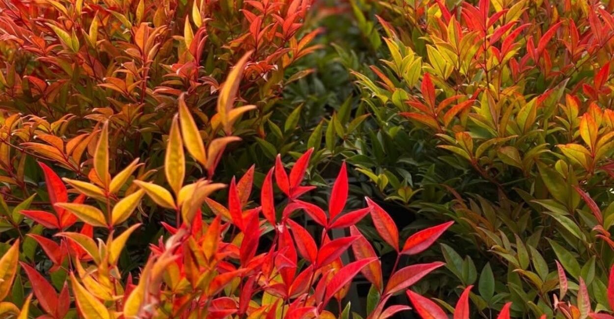 Nandina: por que os japoneses plantam esse arbusto na porta de casa há séculos