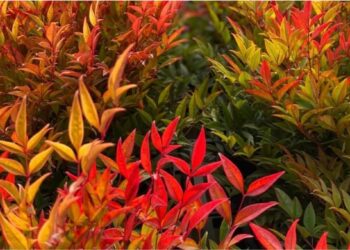 Nandina: por que os japoneses plantam esse arbusto na porta de casa há séculos