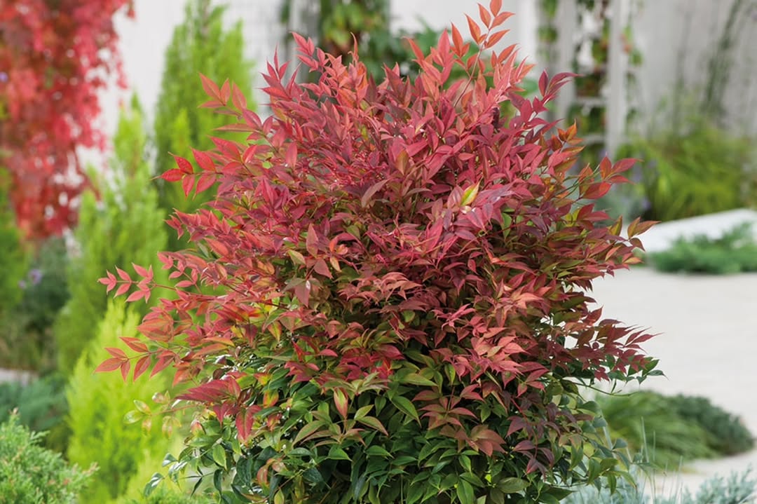 Nandina: por que os japoneses plantam esse arbusto na porta de casa há séculos