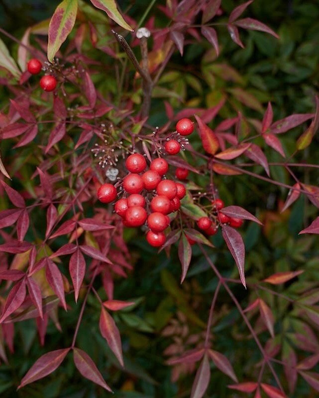 Nandina: por que os japoneses plantam esse arbusto na porta de casa há séculos
