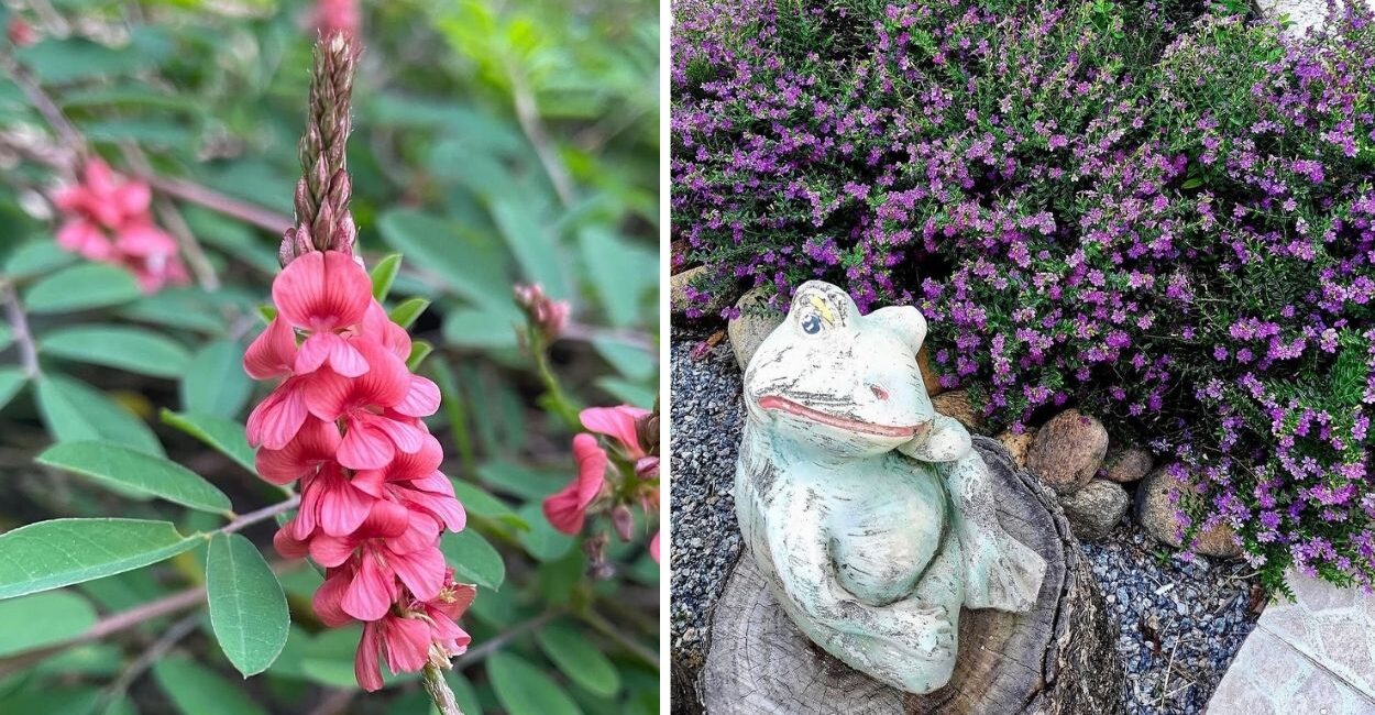 3 Forrações para jardim que substituem a grama em locais de muito sol