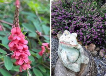 3 Forrações para jardim que substituem a grama em locais de muito sol