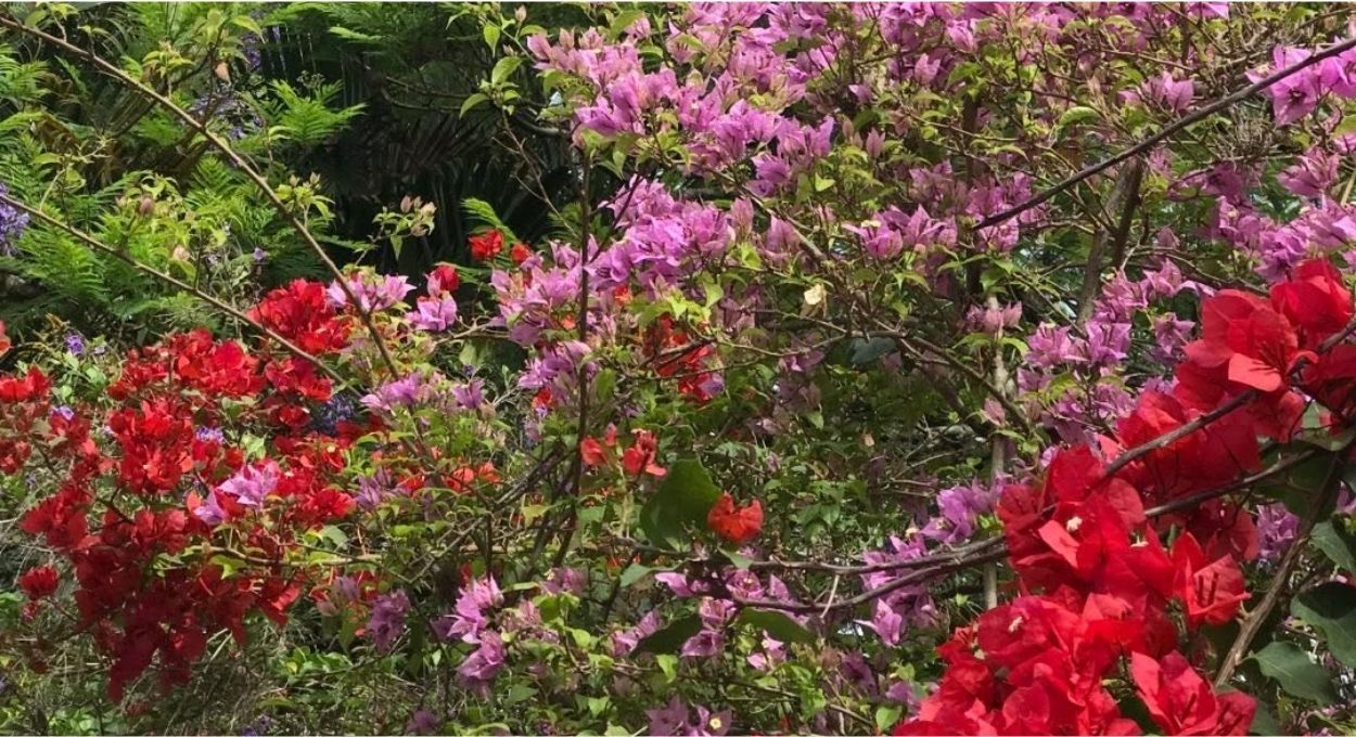 Buganvília em pergolado funciona, desde que você saiba conduzir a planta antes de ela decidir crescer sozinha