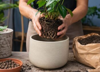 Vasos para plantas: como montar corretamente e evitar os erros mais comuns