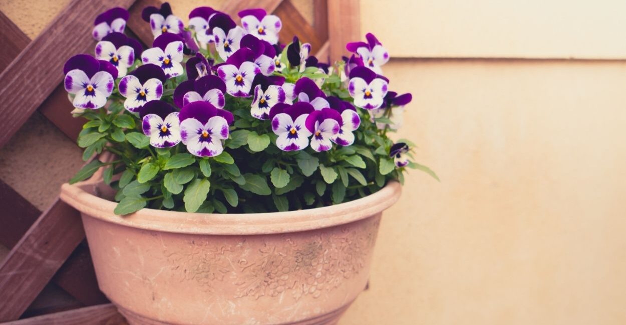 Suas petúnias pararam de florescer? Veja como retomar a produção de flores com poda correta, rega adequada e escolha do local ideal.