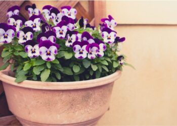 Suas petúnias pararam de florescer? Veja como retomar a produção de flores com poda correta, rega adequada e escolha do local ideal.
