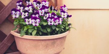 Suas petúnias pararam de florescer? Veja como retomar a produção de flores com poda correta, rega adequada e escolha do local ideal.