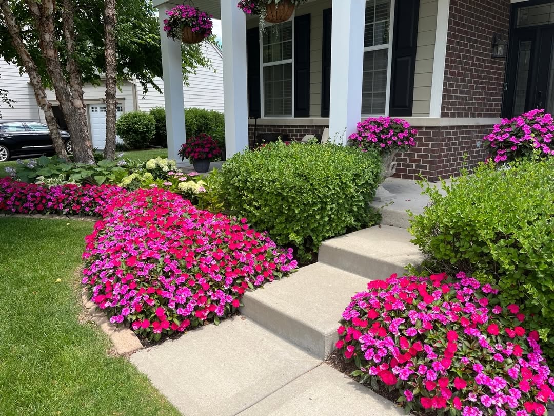 SunPatiens: a planta que floresce o ano todo e exige muito mais do que você imagina
