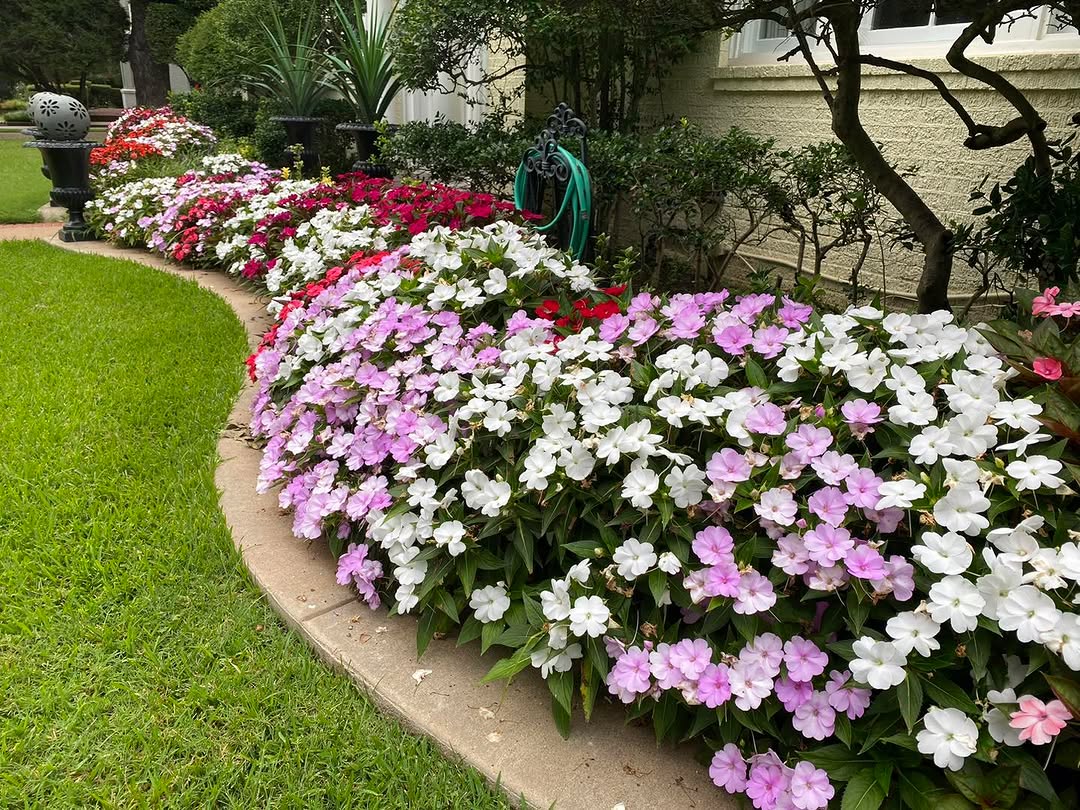 SunPatiens: a planta que floresce o ano todo e exige muito mais do que você imagina