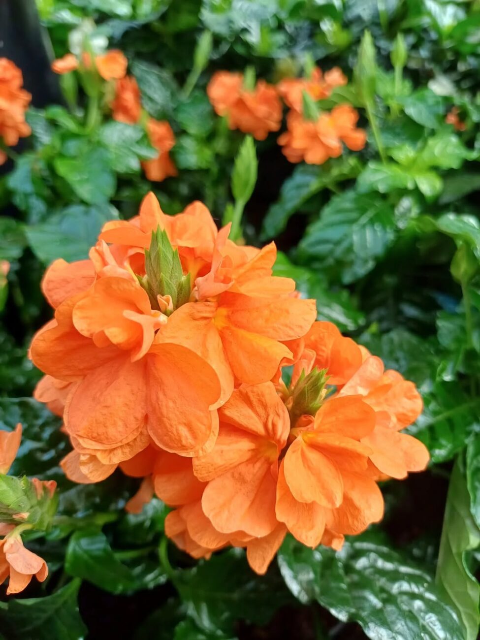5 flores de sombra que seus avós conheciam e o paisagismo atual deixou de lado