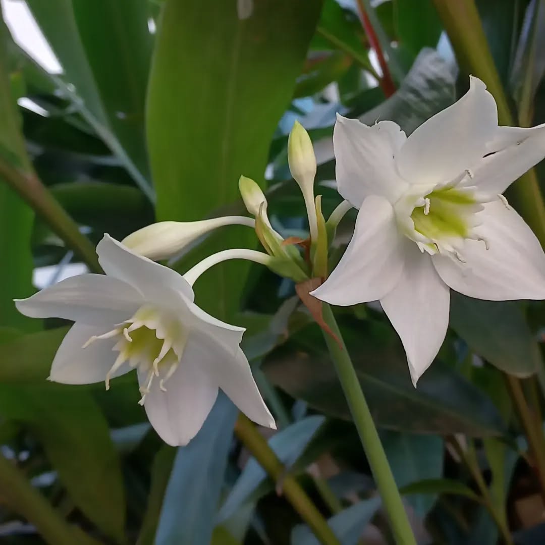 5 flores de sombra que seus avós conheciam e o paisagismo atual deixou de lado