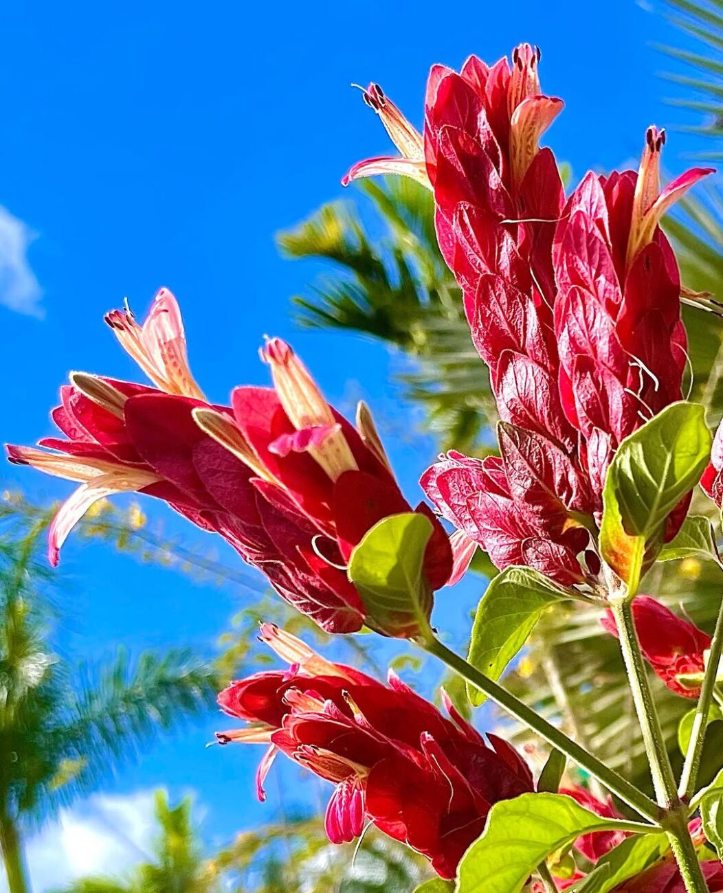 5 flores de sombra que seus avós conheciam e o paisagismo atual deixou de lado