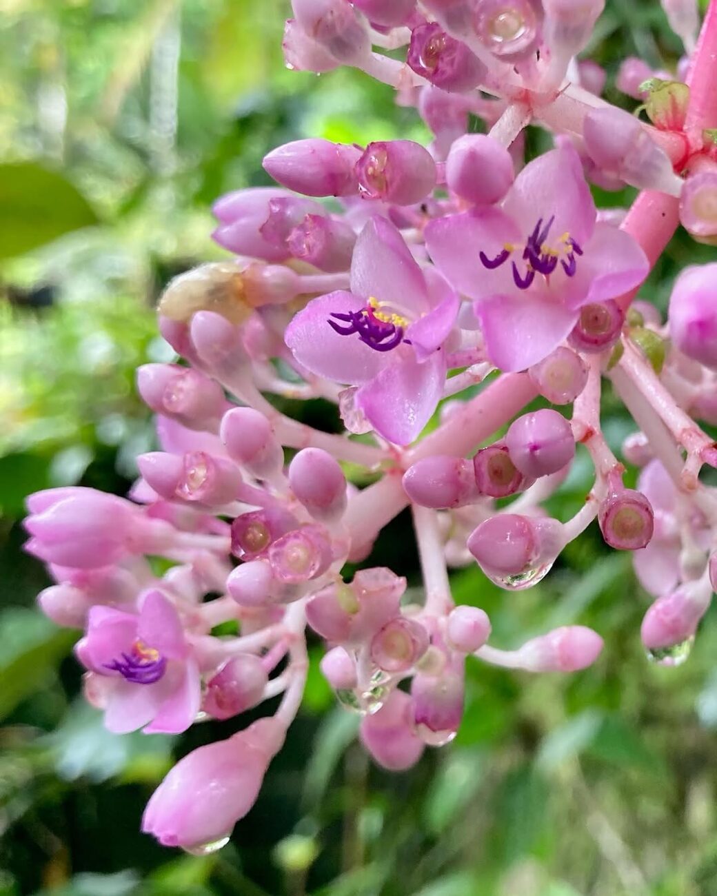 5 flores de sombra que seus avós conheciam e o paisagismo atual deixou de lado