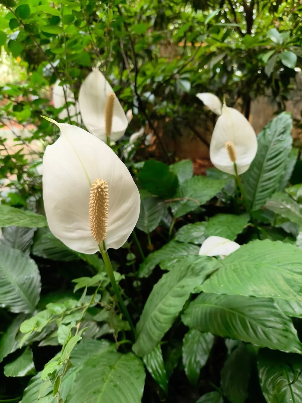 5 flores de sombra que seus avós conheciam e o paisagismo atual deixou de lado
