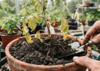 Húmus de minhoca: por que plantar direto pode travar (ou queimar) suas plantas