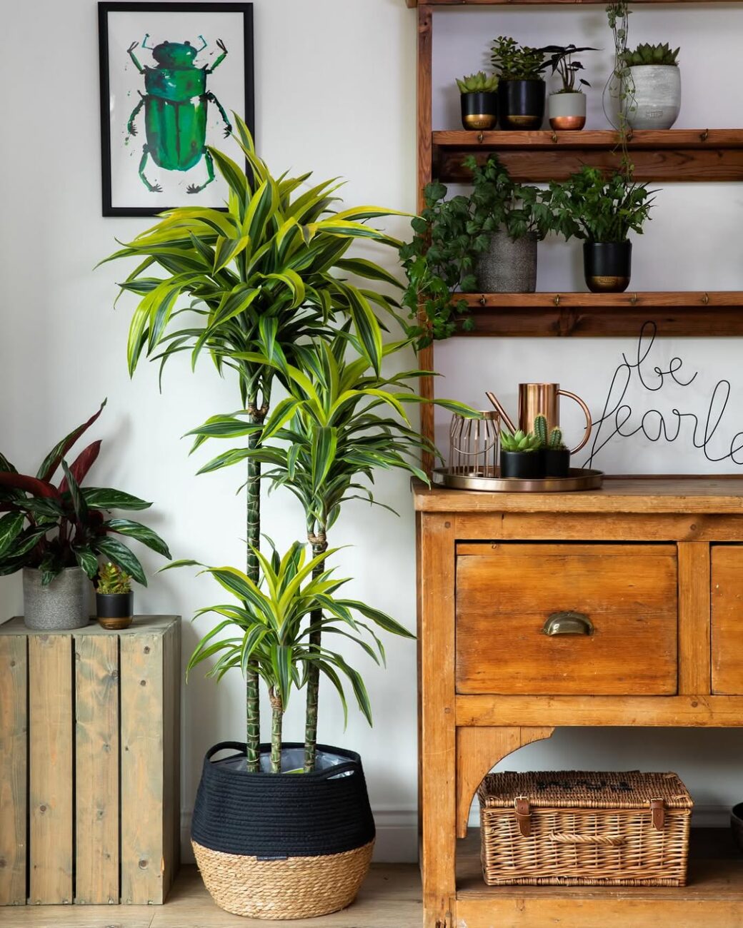 Pau-d'água em vaso: o guia definitivo para cultivar a Dracaena fragrans dentro de casa mesmo sem luz direta