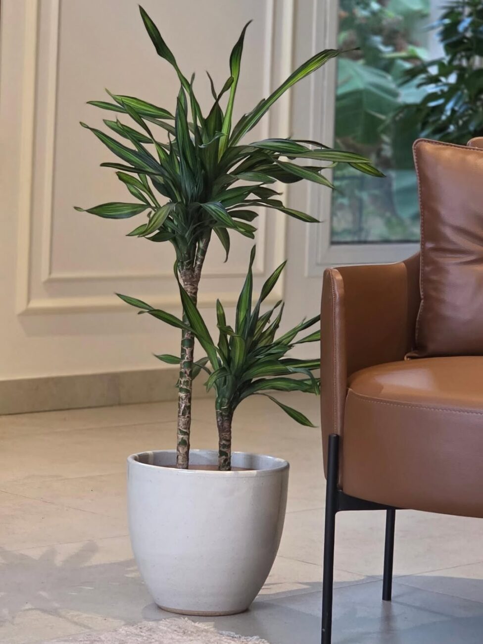 Pau-d'água em vaso: o guia definitivo para cultivar a Dracaena fragrans dentro de casa mesmo sem luz direta