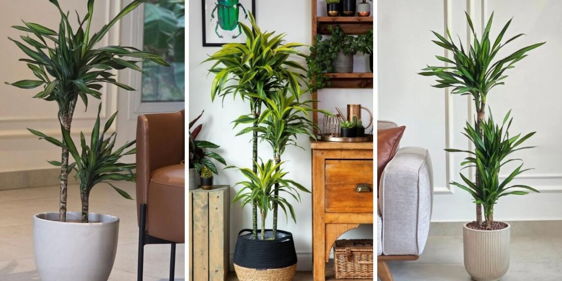Pau-d'água em vaso: o guia definitivo para cultivar a Dracaena fragrans dentro de casa mesmo sem luz direta