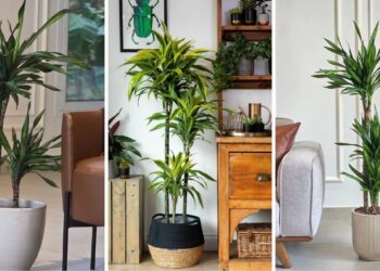 Pau-d'água em vaso: o guia definitivo para cultivar a Dracaena fragrans dentro de casa mesmo sem luz direta