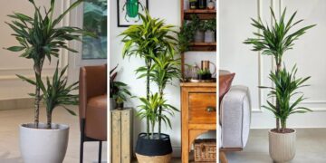 Pau-d'água em vaso: o guia definitivo para cultivar a Dracaena fragrans dentro de casa mesmo sem luz direta