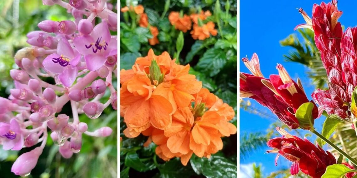 5 flores de sombra que seus avós conheciam e o paisagismo atual deixou de lado