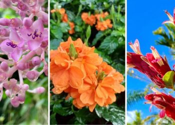 5 flores de sombra que seus avós conheciam e o paisagismo atual deixou de lado