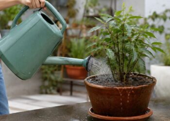 Por que sua planta em vaso morre mesmo com rega diária — o erro que quase todo mundo comete!