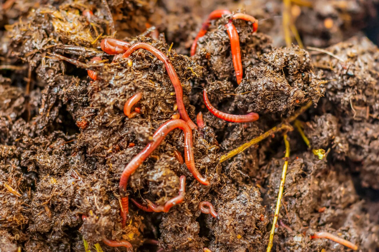 Composteira doméstica: o guia completo para transformar lixo orgânico em adubo sem nenhum cheiro